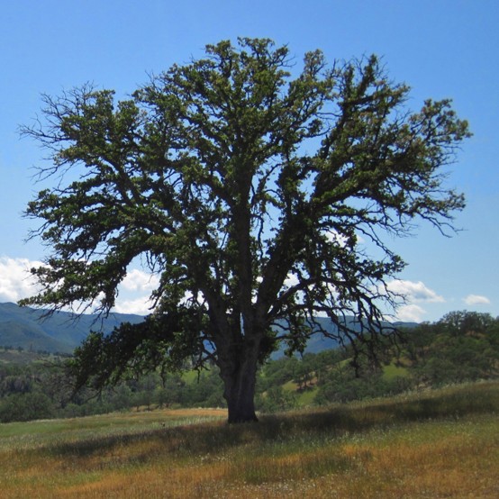 Cache Creek, Bear Creek 2