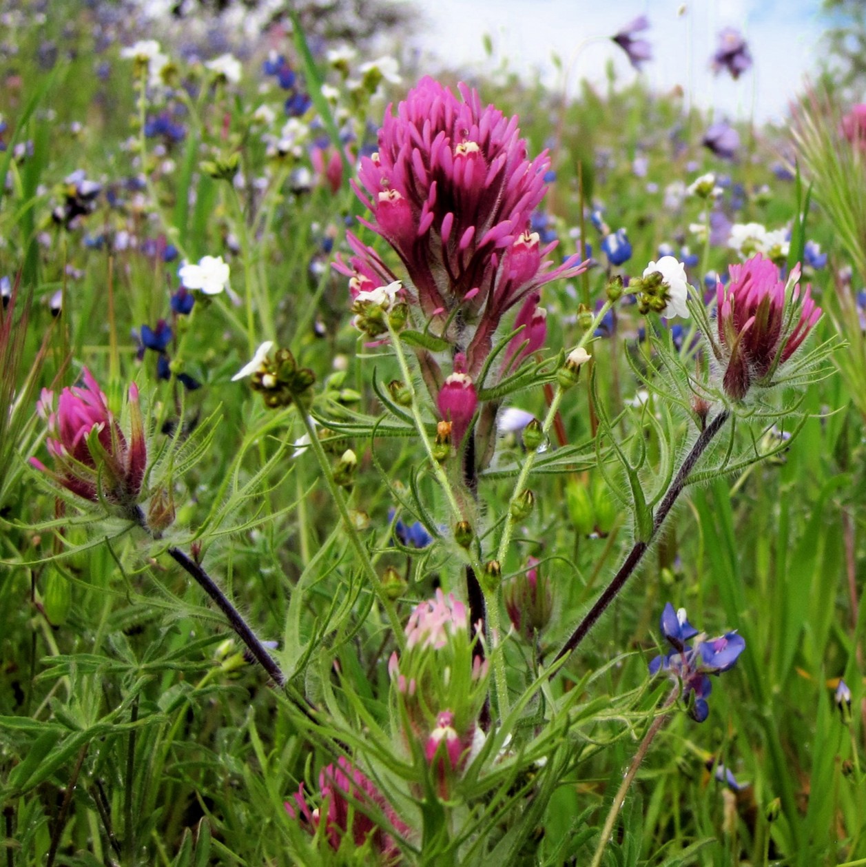 Cache Creek, North Fork 2