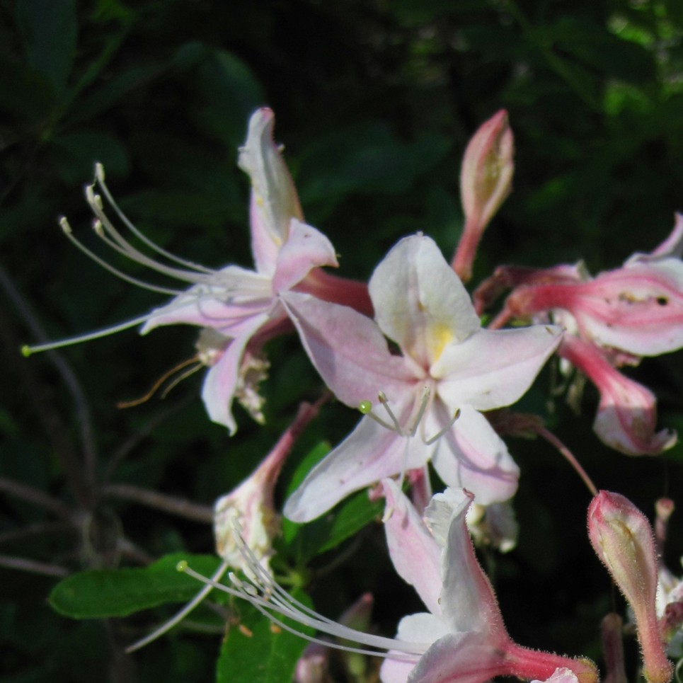 western azalea