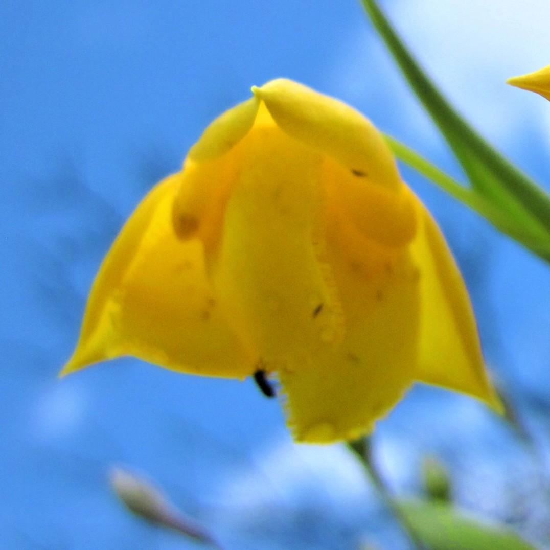 golden fairy lantern
