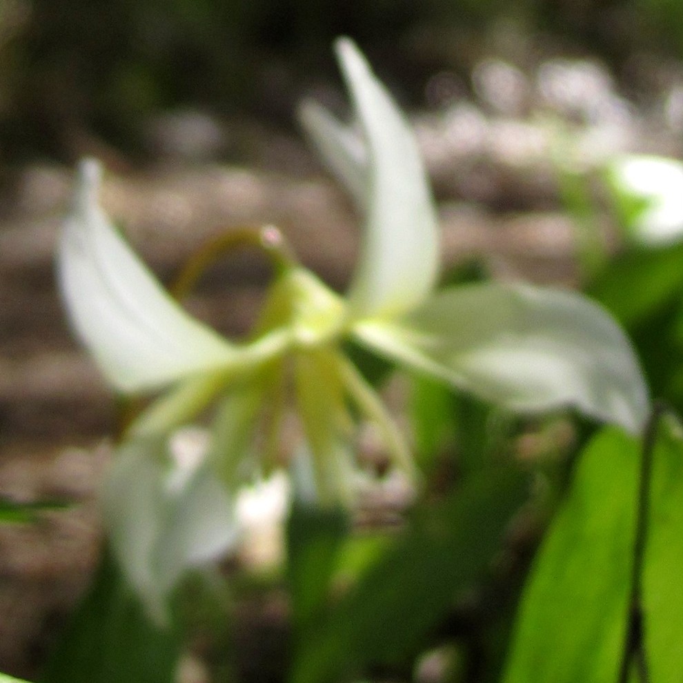 fawn lily