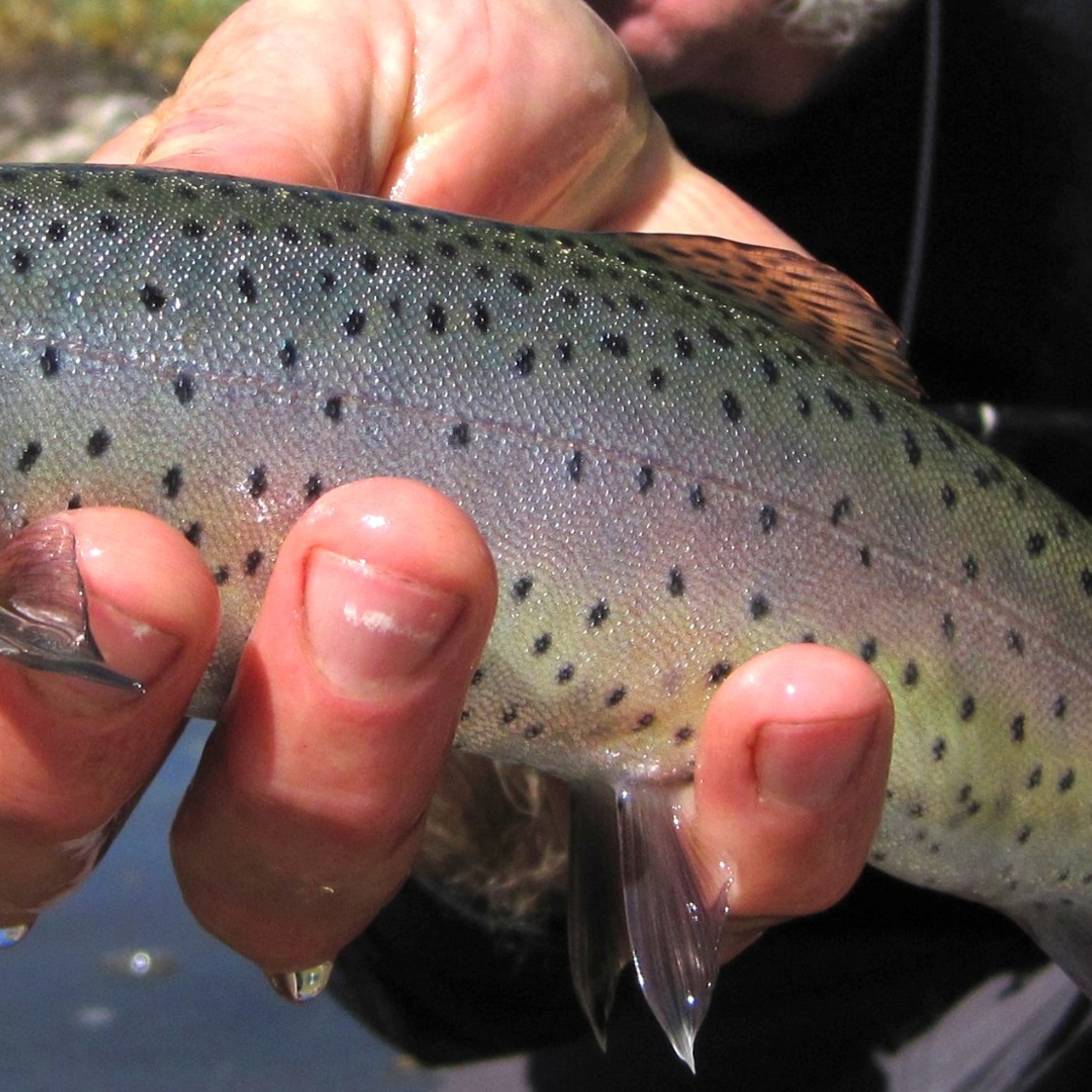 Oncorhynchus clarkii