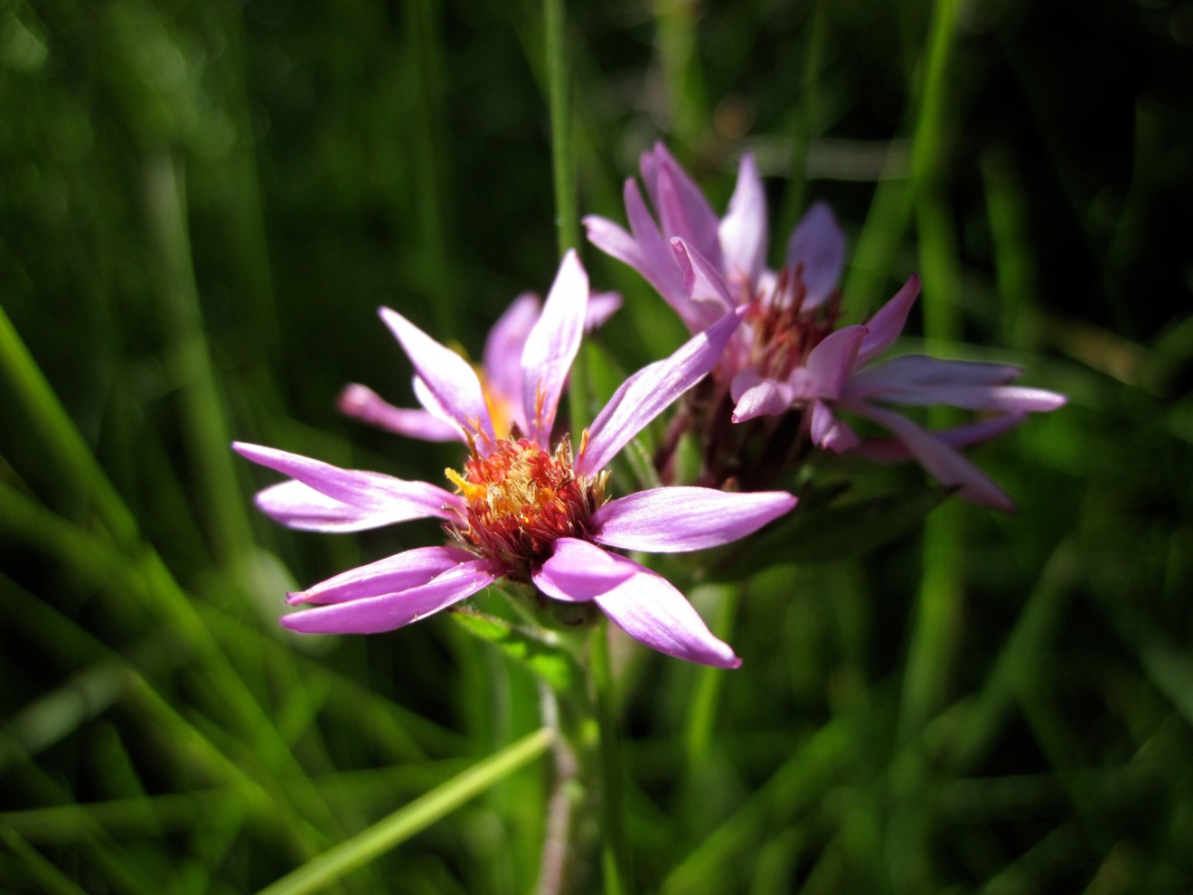 Asteraceae