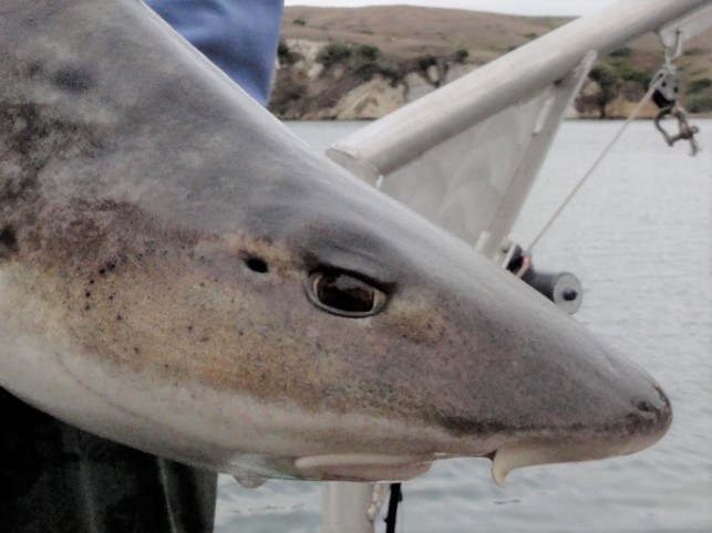 Elaswmobranchii and Acipenseridae